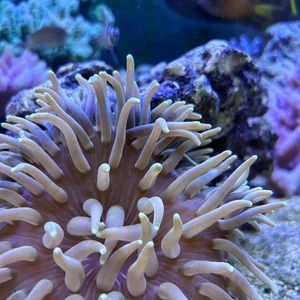 Meet your Posher, Isla